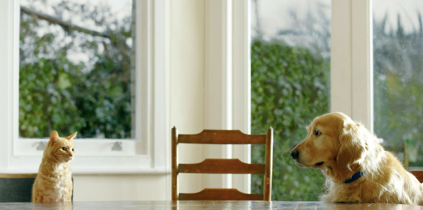 Enhance Your Pet-Friendly Stays with Healthy Treats